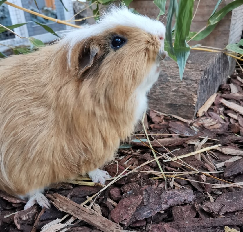 Bambus Kaninchen Die Bambus Brueder