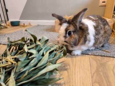 Kaninchen und Nager
