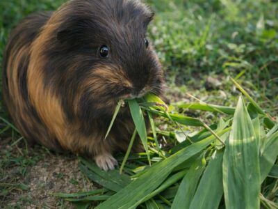 Frischfutter - Kaninchen und Nager