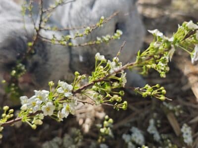 Frische Zweige mit Blรผten
