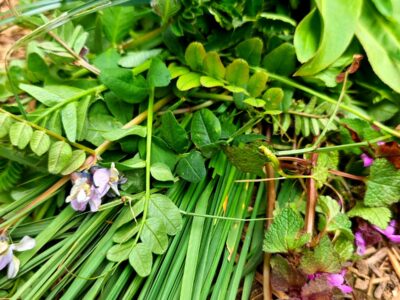 Frische Wildkrรคuter Wiese